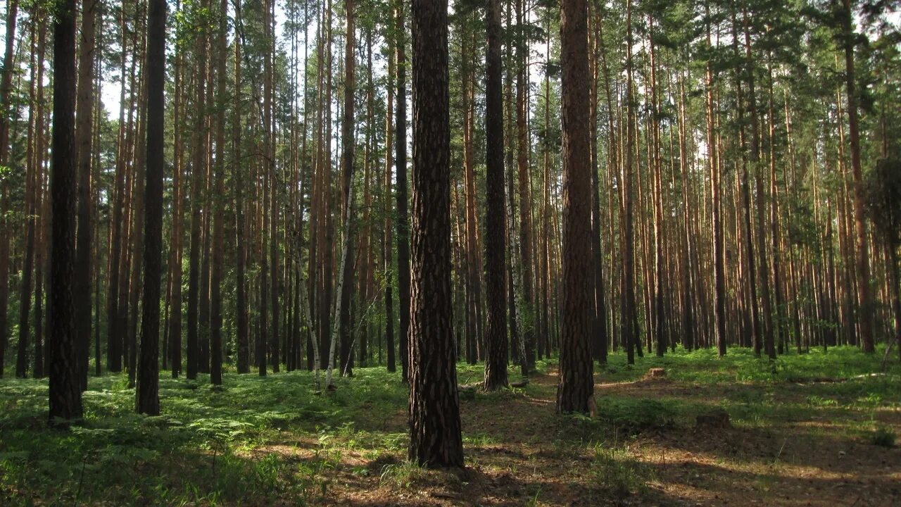 Мишень сосновый бор отзывы. Еткульский бор. озеро боровушка. еткульский сосновый бор.