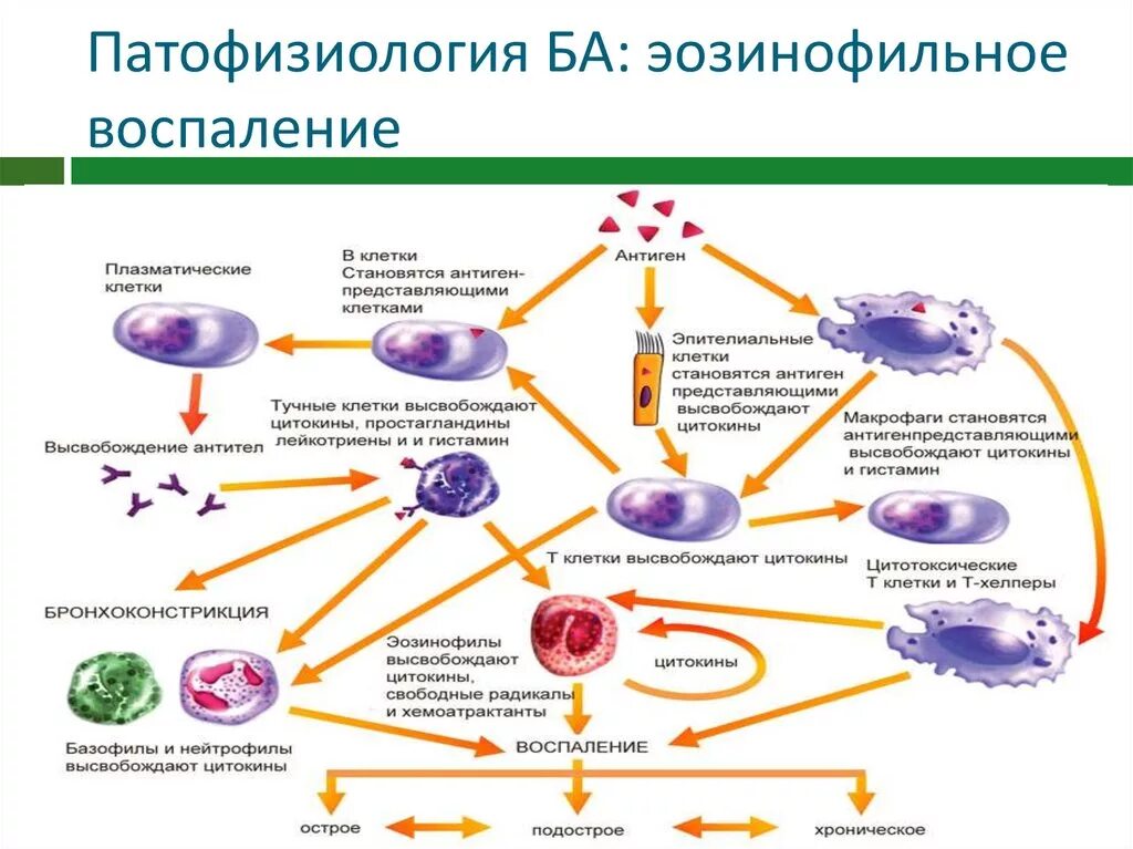 Роль эозинофилов в развитии бронхиальной астмы. Цитокины патофизиология воспаление. Патогенез эозинофильной бронхиальной астмы. Патогенез бронхиальной астмы эозинофилы. Эозинофилы при астме