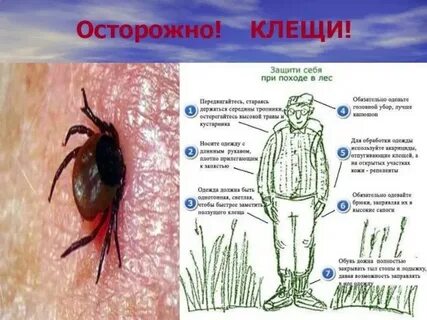 Клещи 2 класс окружающий мир