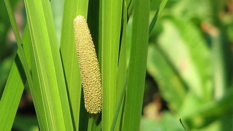 Acorus Calamus. АИР болотный. АИР болотный пахучий. Calamus - АИР.