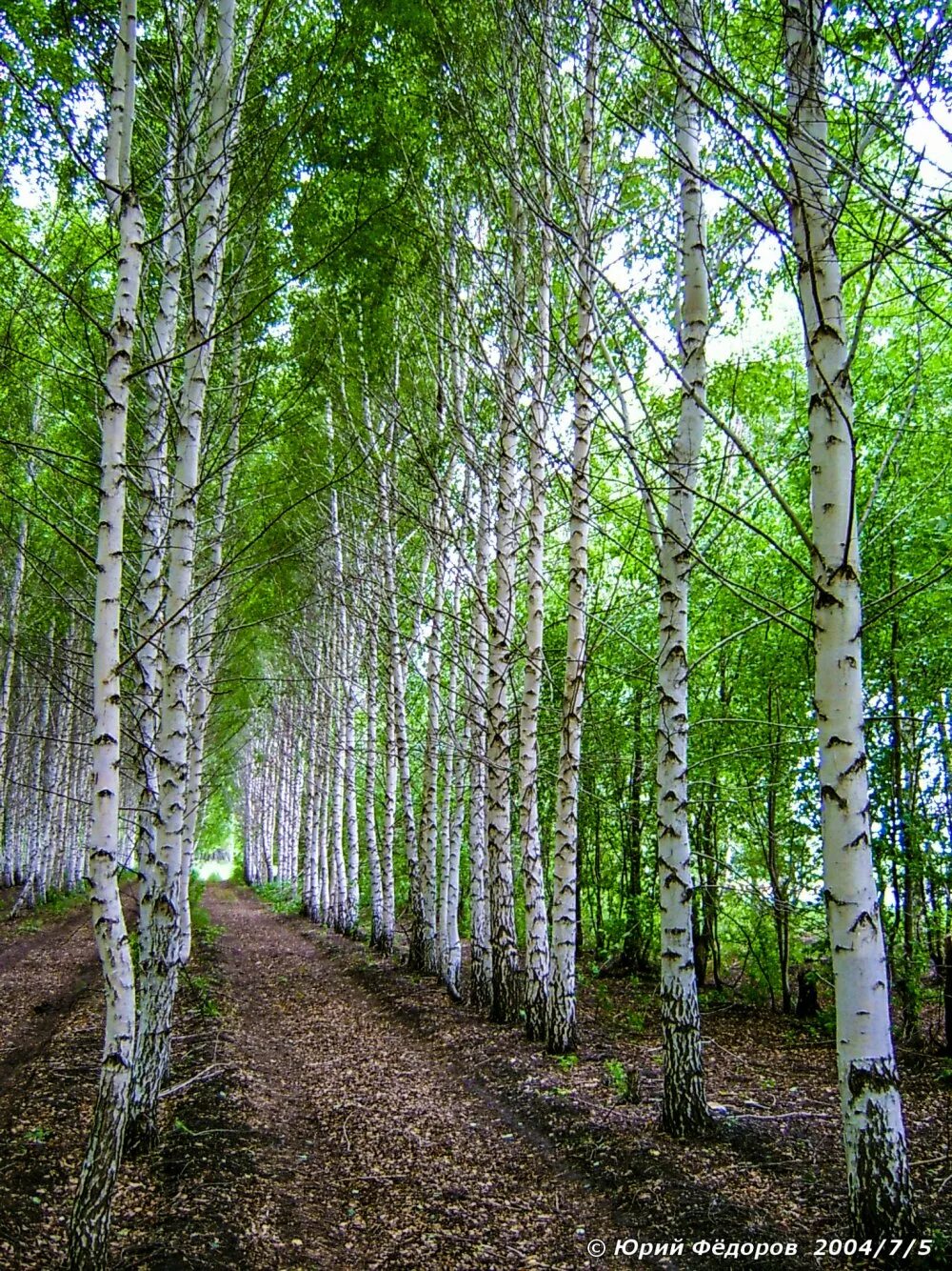 Какие березы весной. Березовая роща бойрок. Природа Алтайского края березы. Береза весной.