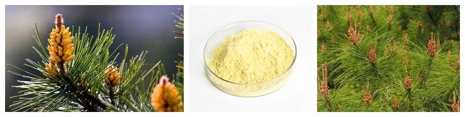 Сенсей минеральная пыльца. Сосновая пыльца. Guozhen pine pollen powder порошок. Куда продать можно сосновый порошок. Pine pollen chewable tablets.