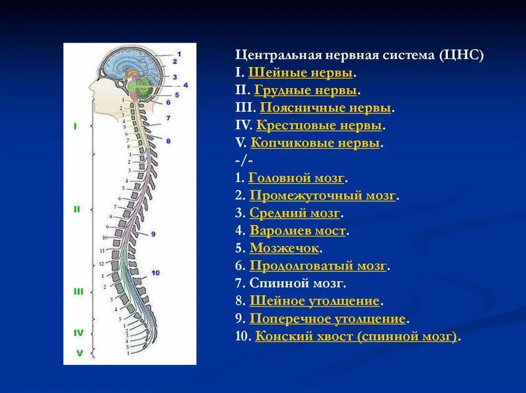 Структуры центральной нервной системы. Строение центральной нервной системы. Структуры центральной нервной системы строение. Центральная нервная система (ЦНС): отделы, строение, функции.. Центральный отдел нервной системы спинной мозг