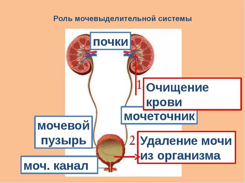 Основной орган мочевыделительной системы человека. Мочевыделительная система мочевая система человека. Мочевыделительная система почки мочеточники. Выделительная система человека мочевой пузырь. Выделительная система строение почки 8 класс.