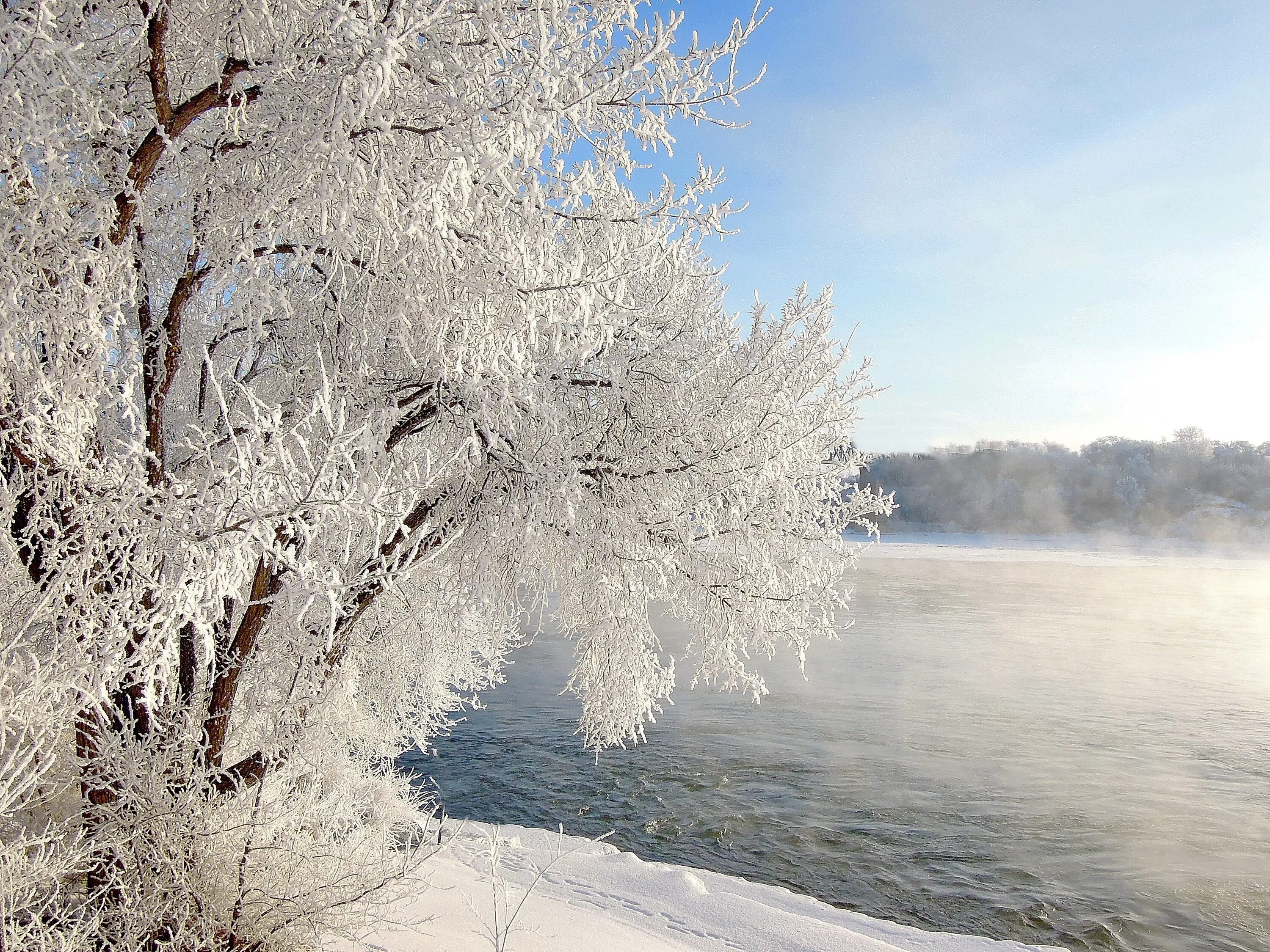 Зимняя природа. Иней на деревьях. Зимние деревья. Иней на деревьях. Иней на деревьях.