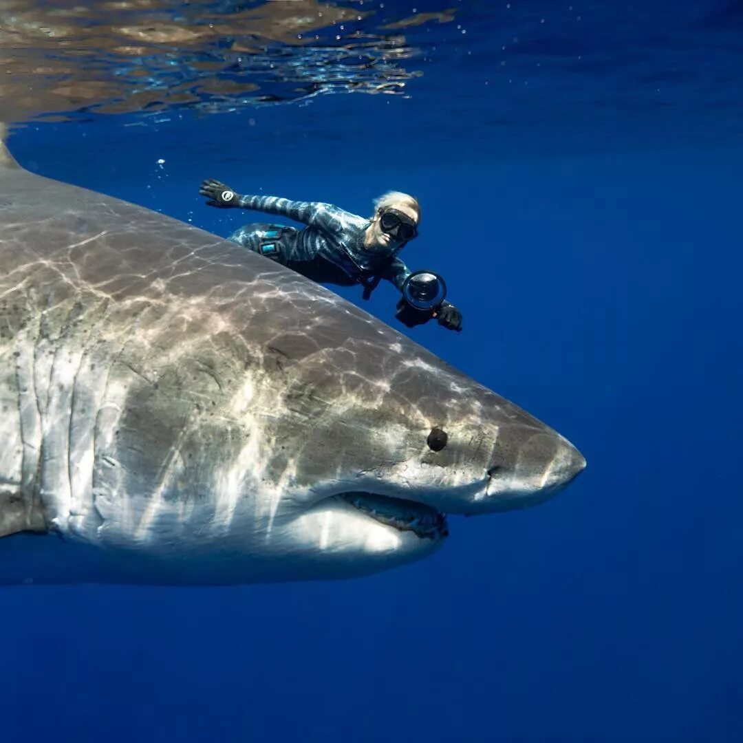 Фотки больших акул. Исполинская акула. Гигантская акула. Самая большая акула в мире.