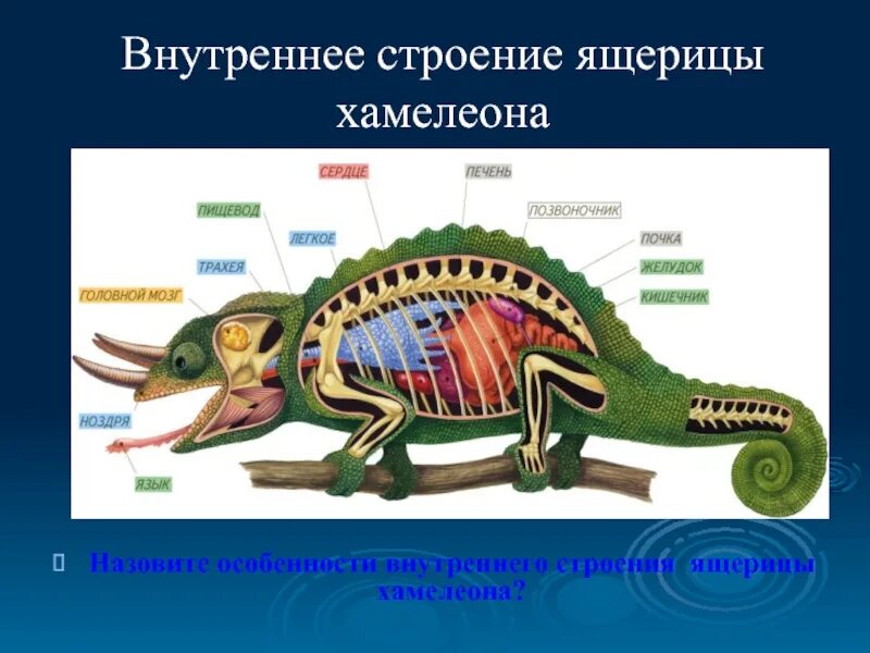 Строение хамелеона. Строение рептилий. Внутреннее строение пресмыкающихся. Внутреннее строение ящерицы.