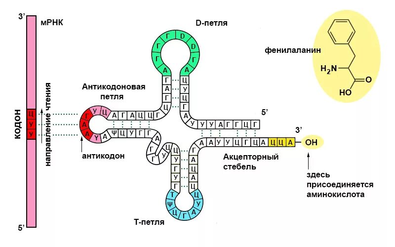 Молекулы информационной рнк. Матричная рнк схема строения. строение транспортной рнк. структурная формула трнк. т-рнк, ее строение и функции.