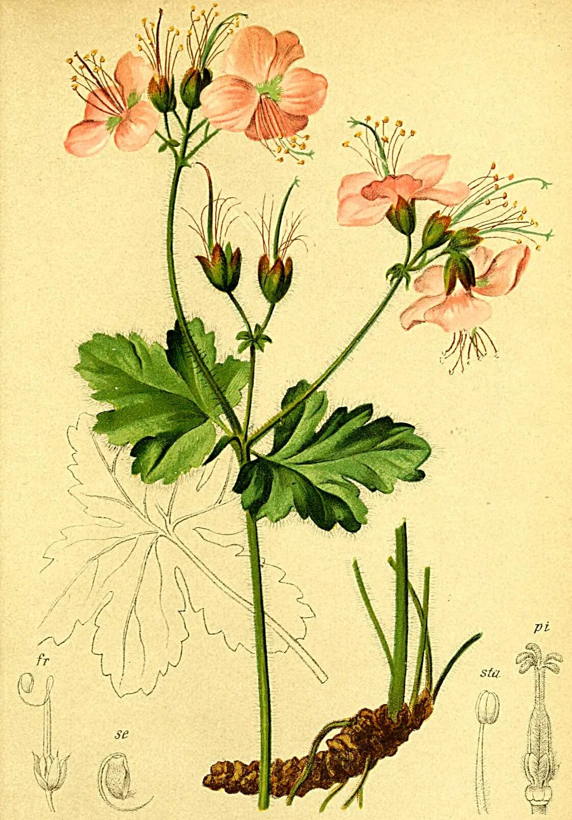 Герань строение. Герань крупнокорневищная geranium macrorrhizum. пеларгония ботаника. герань пеларгония ботаническая иллюстрация. герань садовая гербария.