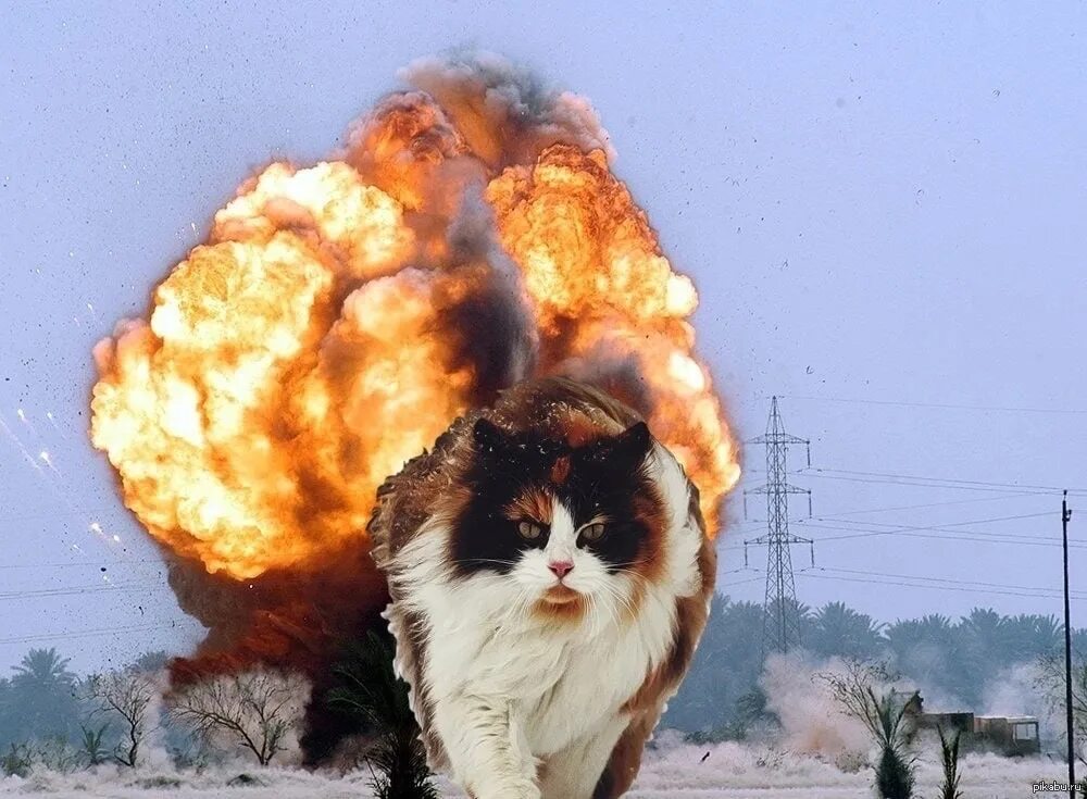 Cat start. Котик взрыв. Кот на фоне взрыва. Котенок на фоне взрыва.