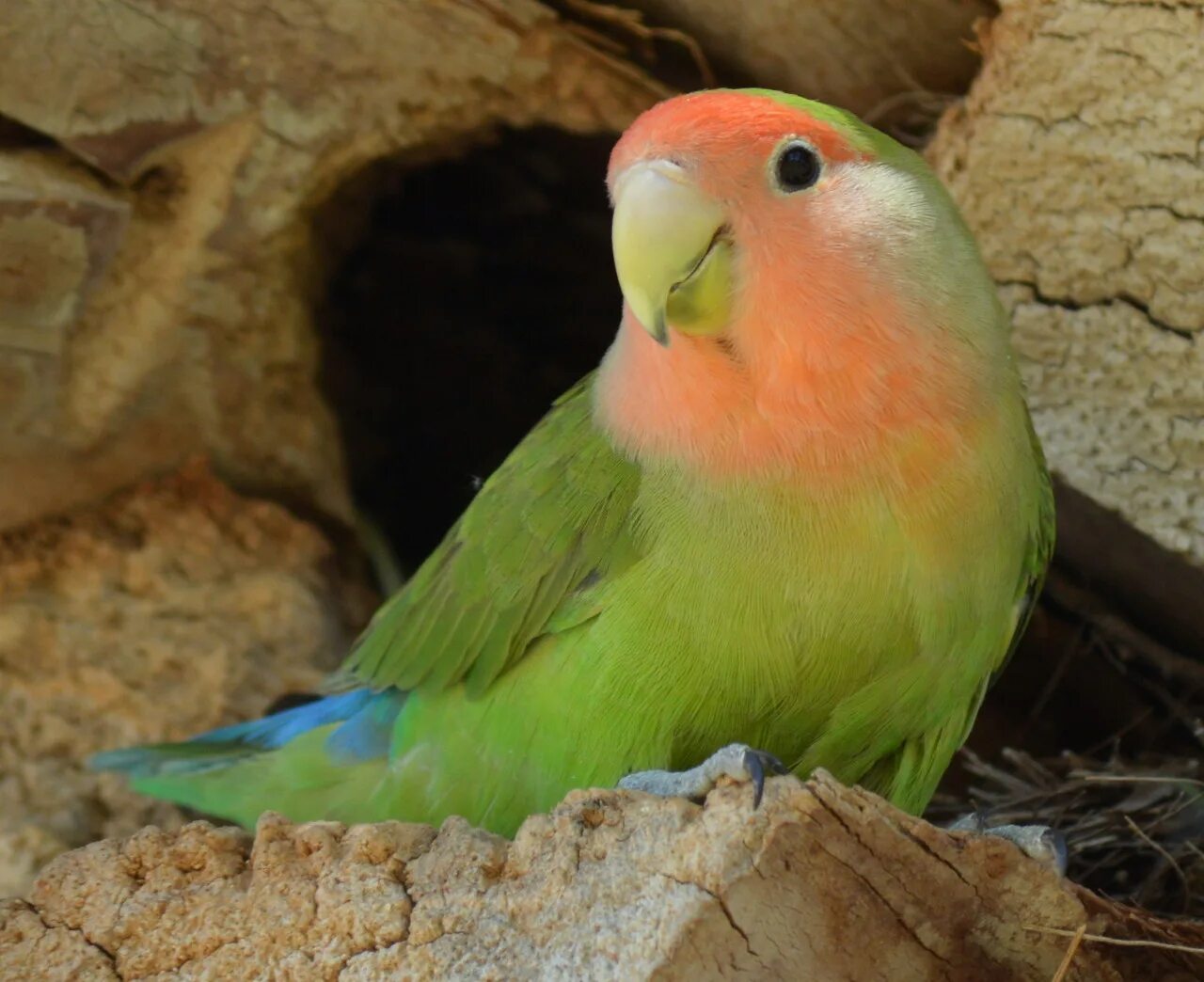 Разговаривают ли попугаи неразлучники. Говорящий попугай неразлучник. Попугай неразлучник разговаривает. Как поют попугаи неразлучники. Розовощёкий не разлучник.