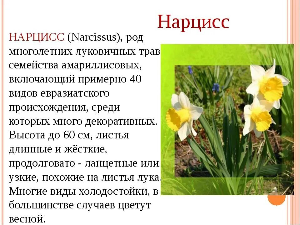 Нарцисс растение легенда. Легенда о нарциссе для детей. Нарцисс цветок описание. Нарцисс растение однодольное. Описание нарцисса.