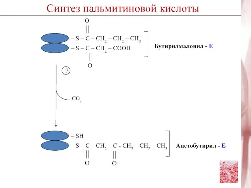 Синтез пальмитиновой кислоты. Схема синтеза пальмитиновой кислоты. Синтез трипальмитина из пальмитиновой кислоты. Синтез пальмитиновой кислоты биохимия. Цикл синтеза пальмитиновой кислоты.