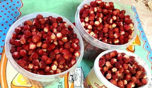 Жир жилэге. Луговая клубника. Бубляника ягода. Саз жилэге. Мук жилэге.