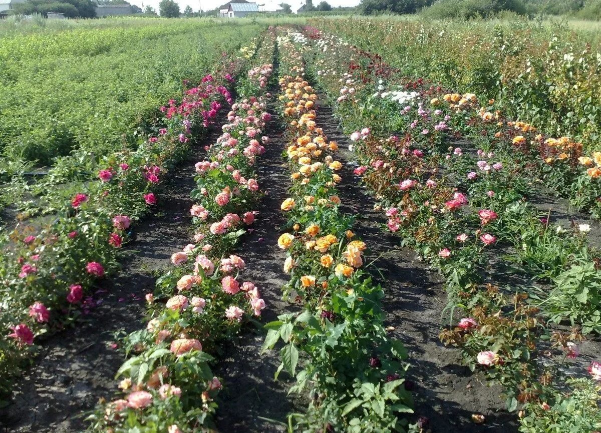 Купить саженцы в старом осколе. Саженцы плодовых культур. Саженцы Майский. Питомник старый Оскол. Старый Оскол питомник зеленый сад.