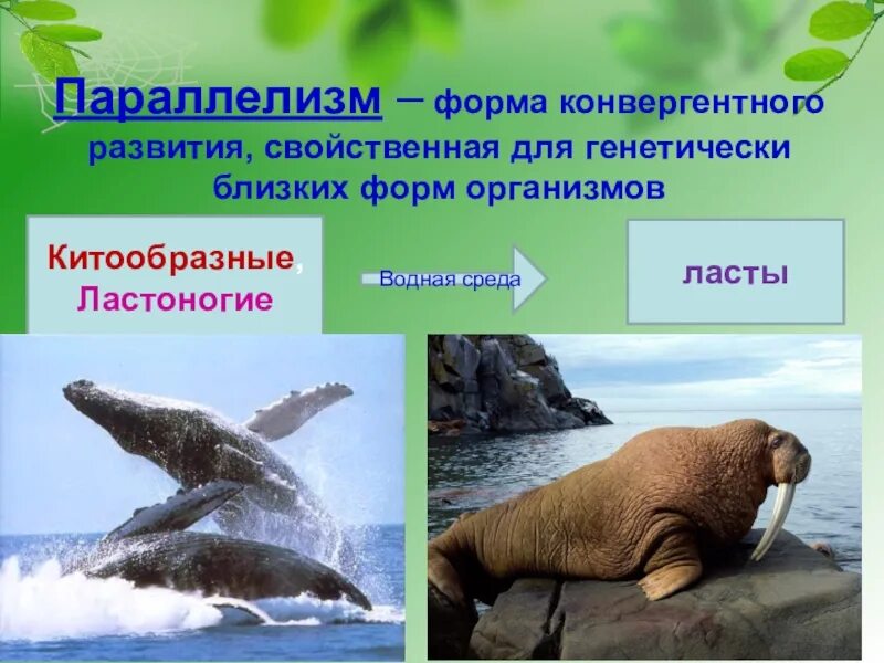 Параллелизм форма эволюции. Параллелизм. параллелизм биология. параллелизм примеры биология. параллелизм у животных.