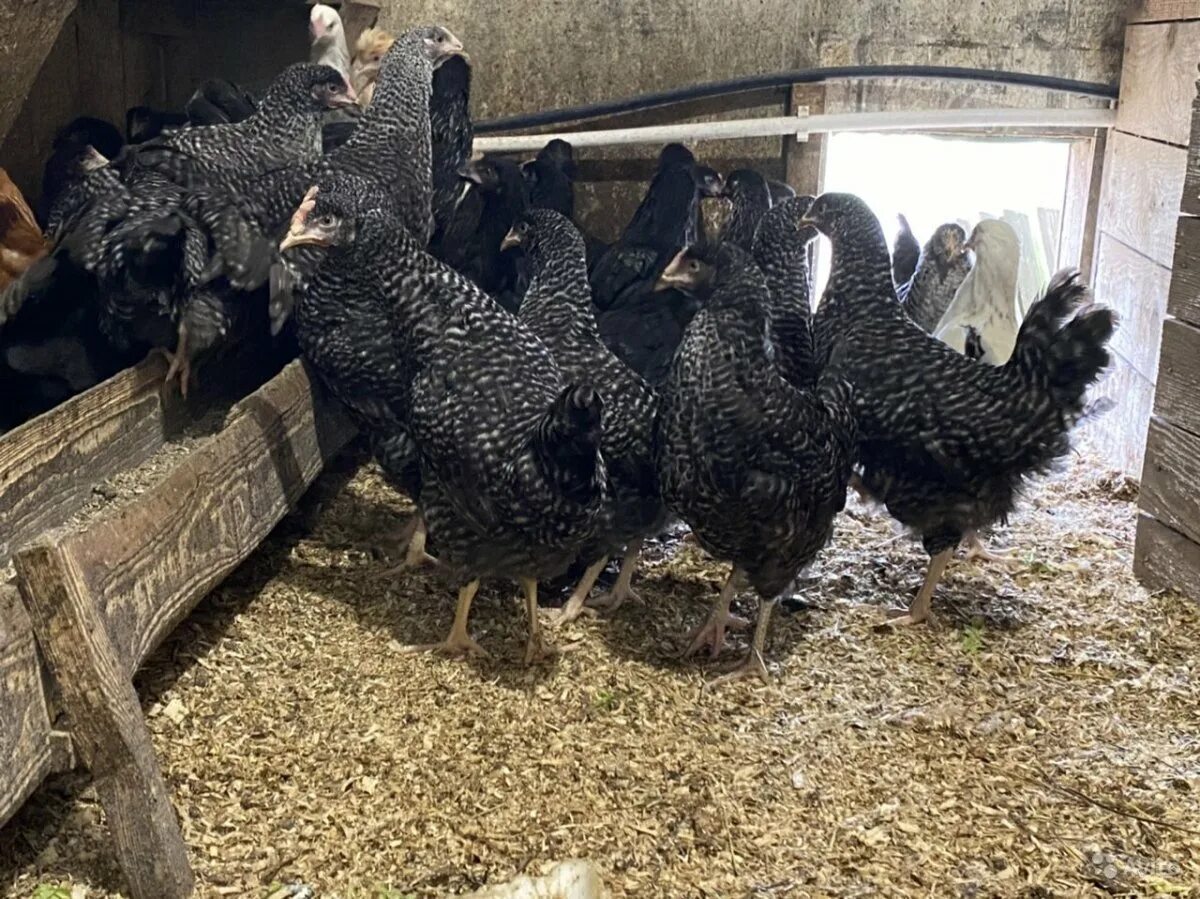 Куры породы чешский доминант отзывы. Породы кур-несушек чешский доминант. Куры несушки доминант. Куры породы чешский доминант отзывы. Куры несушки доминант.