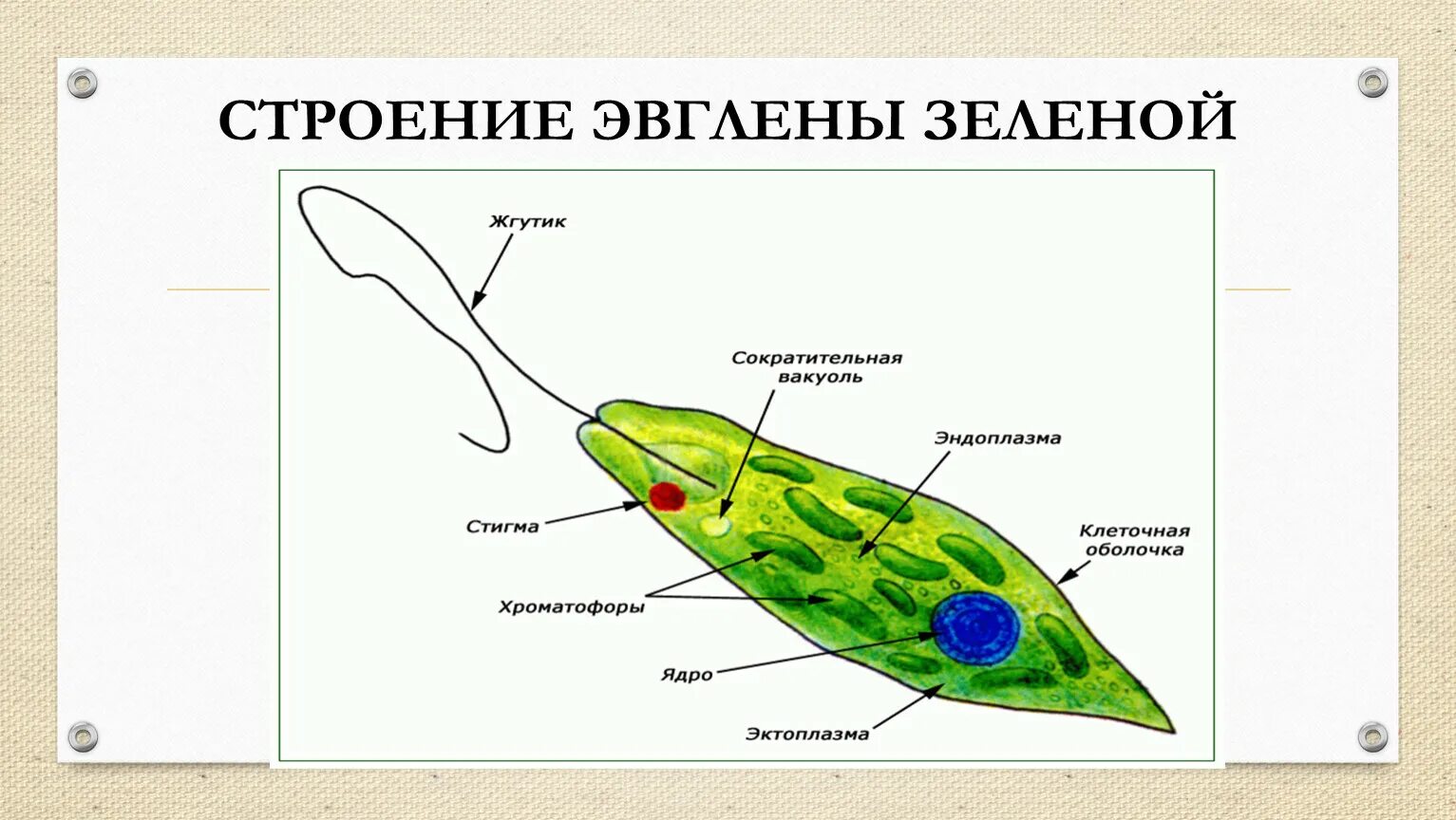 Эвглена зеленая одноклеточный организм. Эвглена зеленая одноклеточный организм. Эвглена зеленая одноклеточный организм. Эвглена зеленая одноклеточный организм. Опишите строение клетки эвглены зеленой.