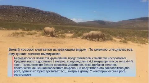 Животные международной красной книги белый носорог
