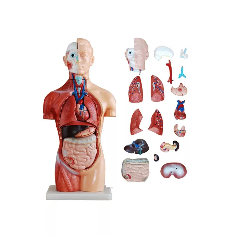 Два набора органов. Половые органы человека. Набор анатомический большой. Рисунок для детей на тему внутренние органы человека. Тройной обогреватель меридиан тела.