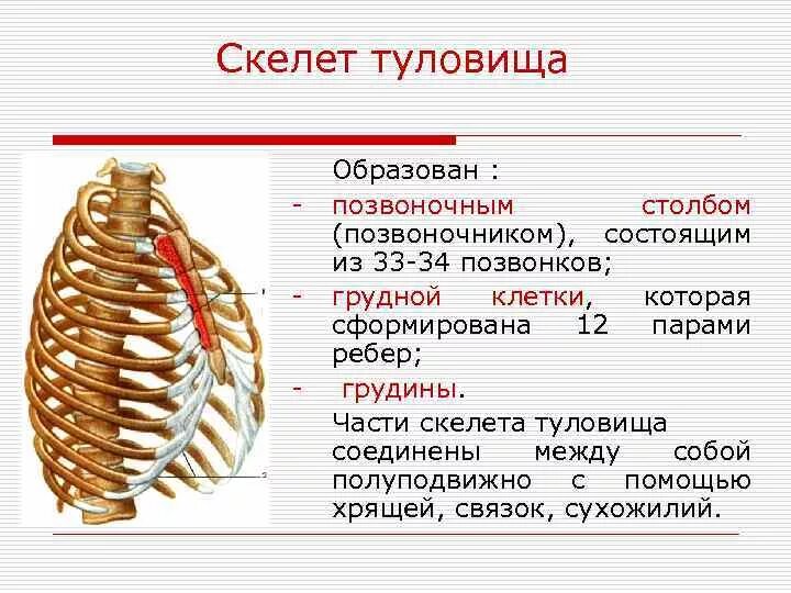 Грудная клетка анатомия скелет туловища. Скелет туловища Позвоночный столб грудная клетка анатомия. Строение туловища осевой скелет. Грудная клетка образована 12 грудными позвонками.