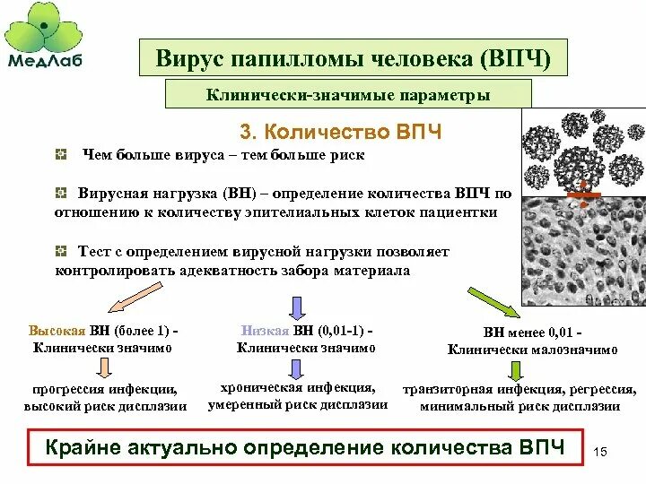 Вируспопиломы человека. ВИУС папиломы человека. Вирусы ВПЧ высокоонкогенного риска. Вирус human