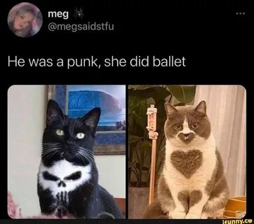 He is a cat