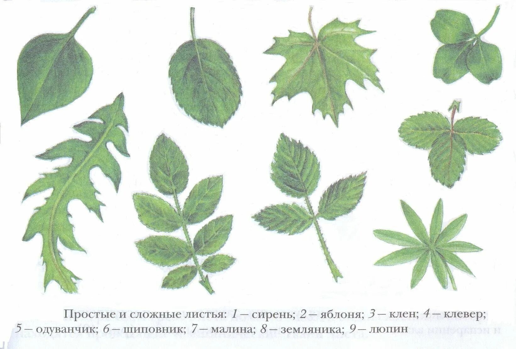 Сложные листья деревьев