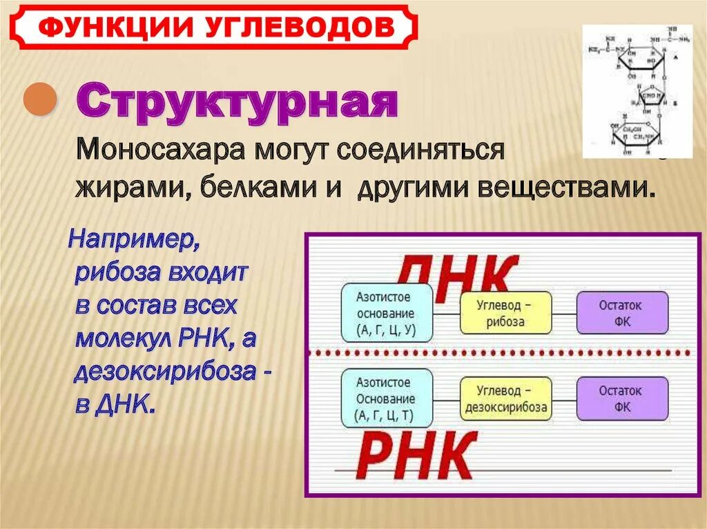 Органические вещества клетки углеводы презентация 10 класс. Углеводы презентация. органические вещества клетки углеводы. органические вещества клетки презентация. углеводы презентация 10 класс химия.