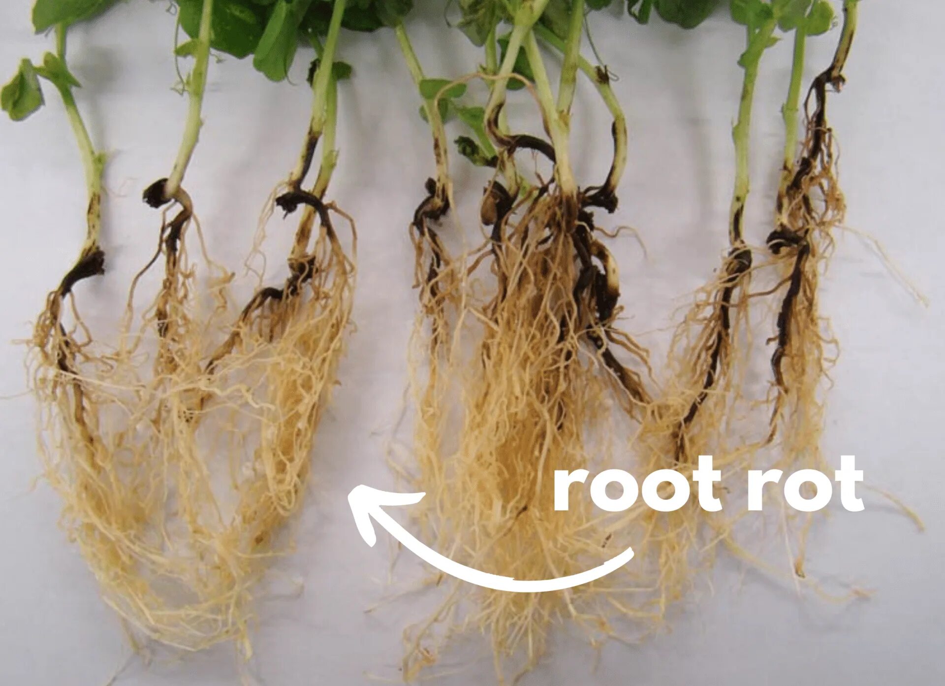 Replace root