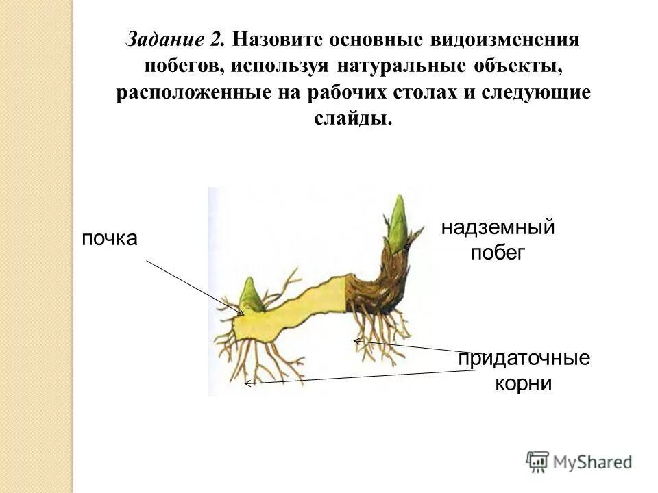 Почка корневище