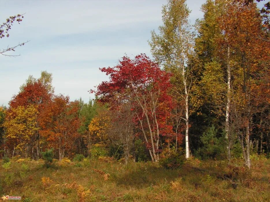 Бродить в перелеске. Природа осень. Осень в лесу Владимирская область. Удмуртия осень. Выборг природа осень.