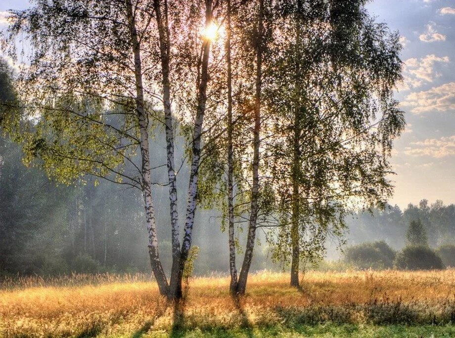 Мать солнце природа родина. Есенинская береза. Красота русской природы. Пейзажи России. Русские березы.