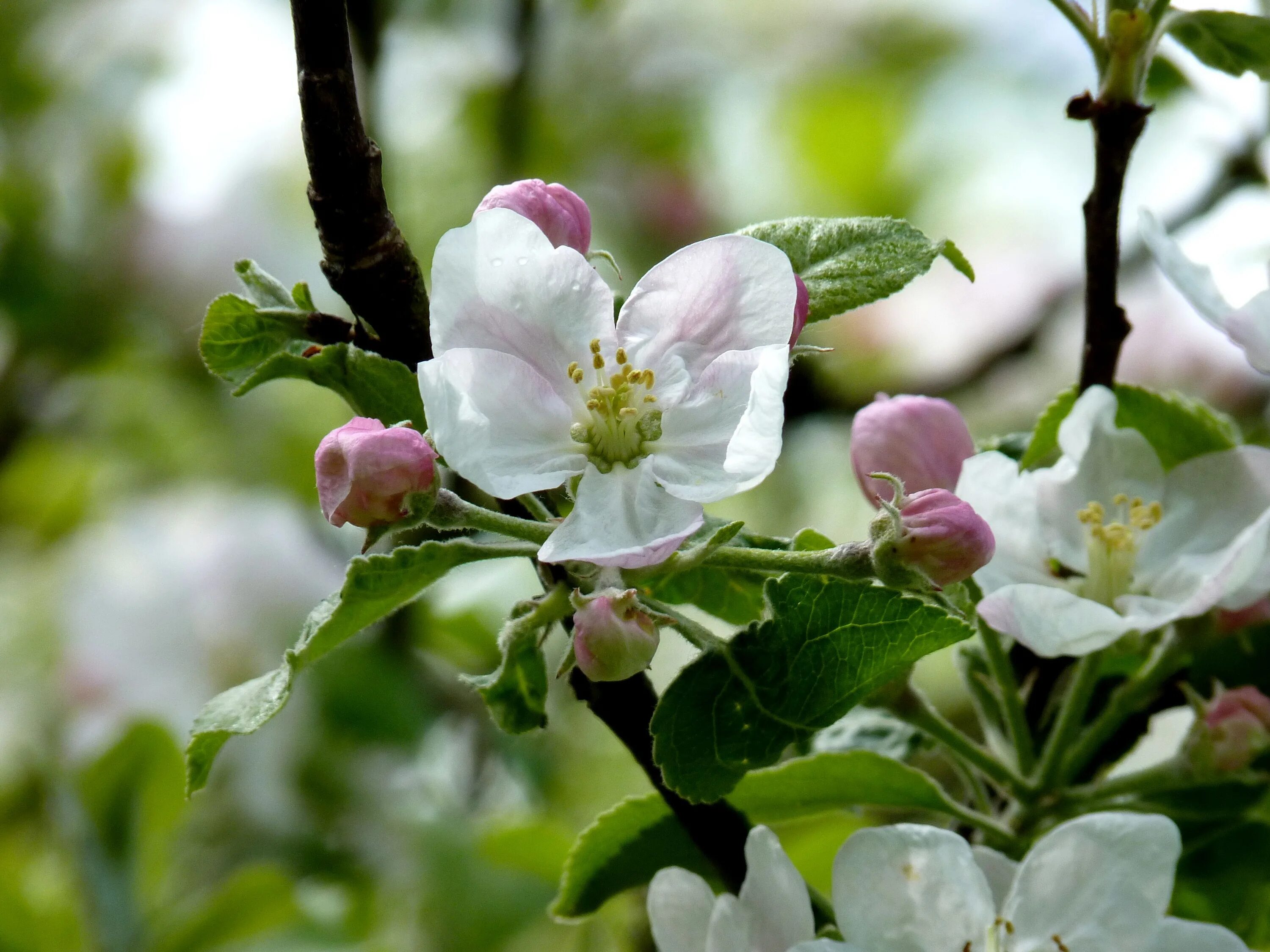 Цвета ли яблони. Яблоневый цвет (Apple Blossom). Ранетка яблоня цветение. Яблоня Лесная цветение. Яблоня Хидден Роуз.