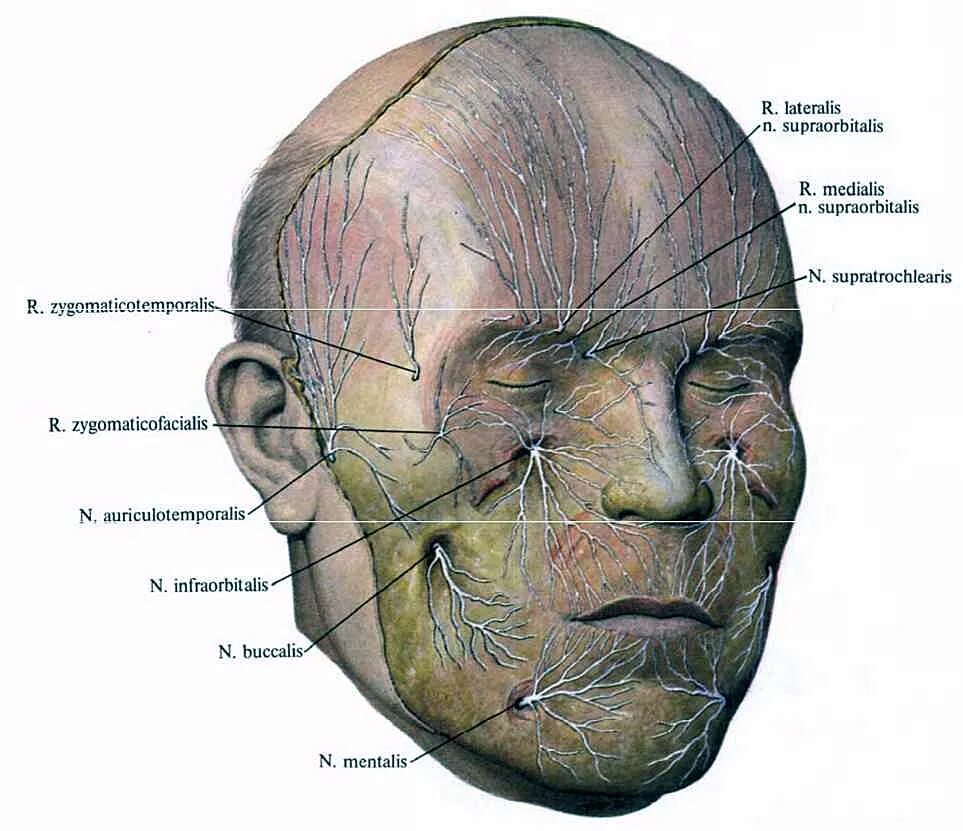 Лицевой и тройничный нерв анатомия. Скулолицевая ветвь скулового нерва. Лицевой нерв анатомия топография. Лицевой нерв иннервация мимических мышц. Нервы лицевой области