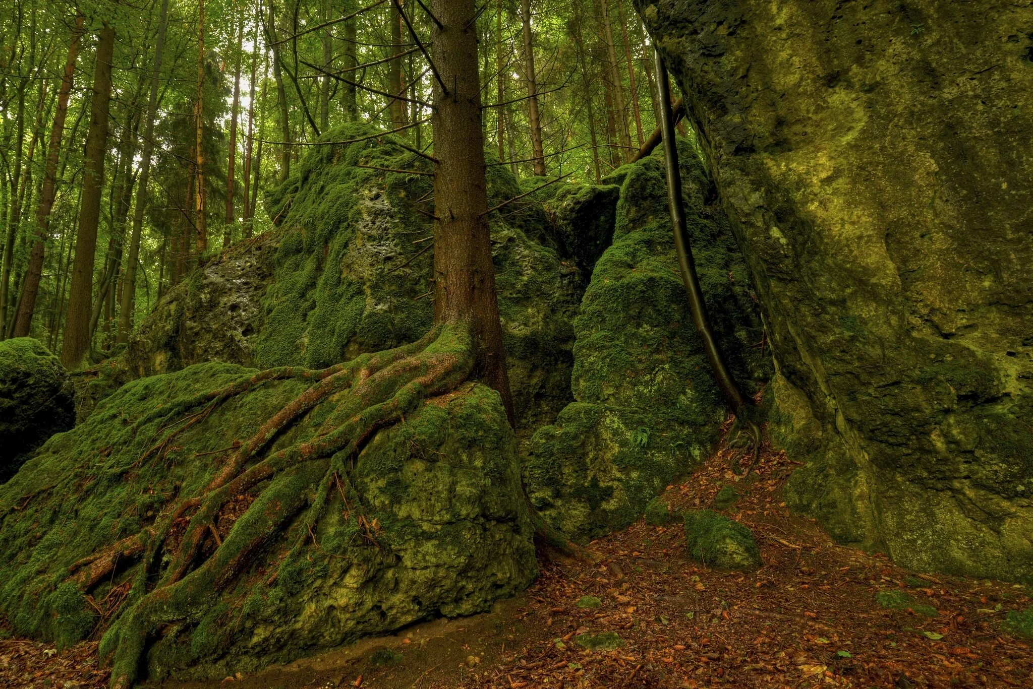 Камень в лесу. Камень в лесу. Большой камень в лесу. Мох в лесу. Большие камни природа.