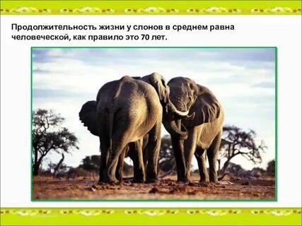 Сколько жили слоны