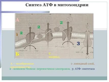 Атф синтезируется в ходе