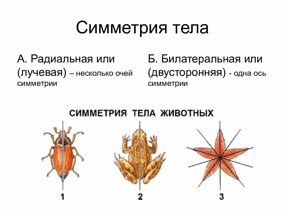 Лучевая симметрия кишечнополостных. Лучевая симметрия гидры. Радиальная и двусторонняя симметрия. Пресноводная гидра лучевая симметрия. Симметрия тела кишечнополостных.