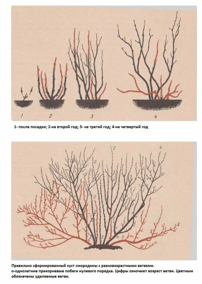 Схема обрезки крыжовника осенью. Подрезка красной смородины весной. Обрезанный куст крыжовника. Схема обрезки красной смородины весной. На какой год плодоносит жимолость после посадки