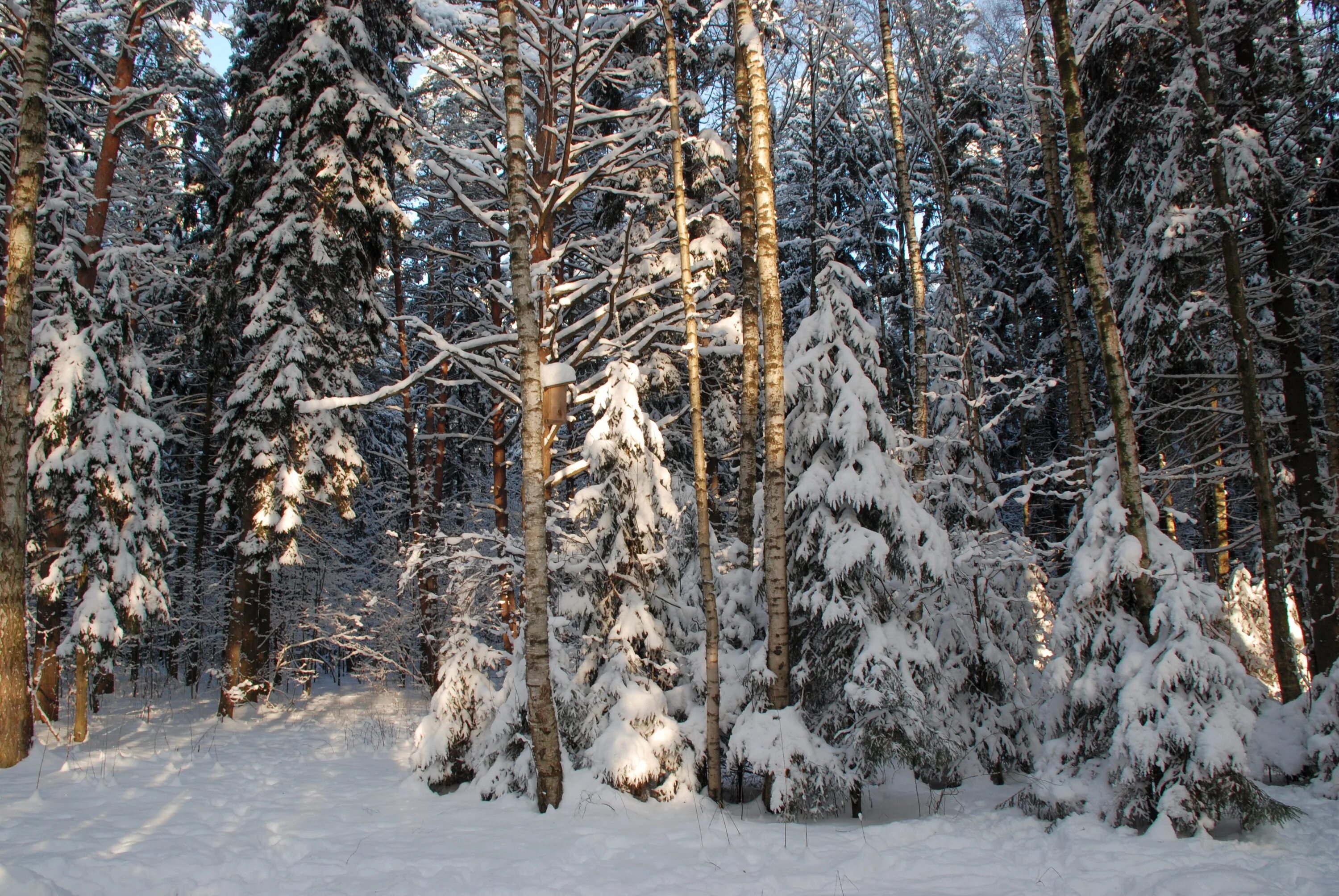Года в хвойной. Зимний хвойный лес. Зеленоград лес зимой. Снежный лес Зеленоград. Яблоновый хребет зимой.