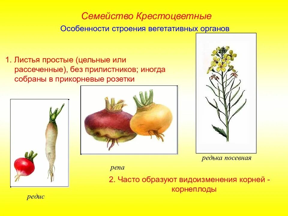 К семейству крестоцветных относится примеры. Видоизменения корня у семейства крестоцветных. Семейство крестоцветные вегетативные органы. Строение стебля семейства крестоцветных. Строение капустных крестоцветных.