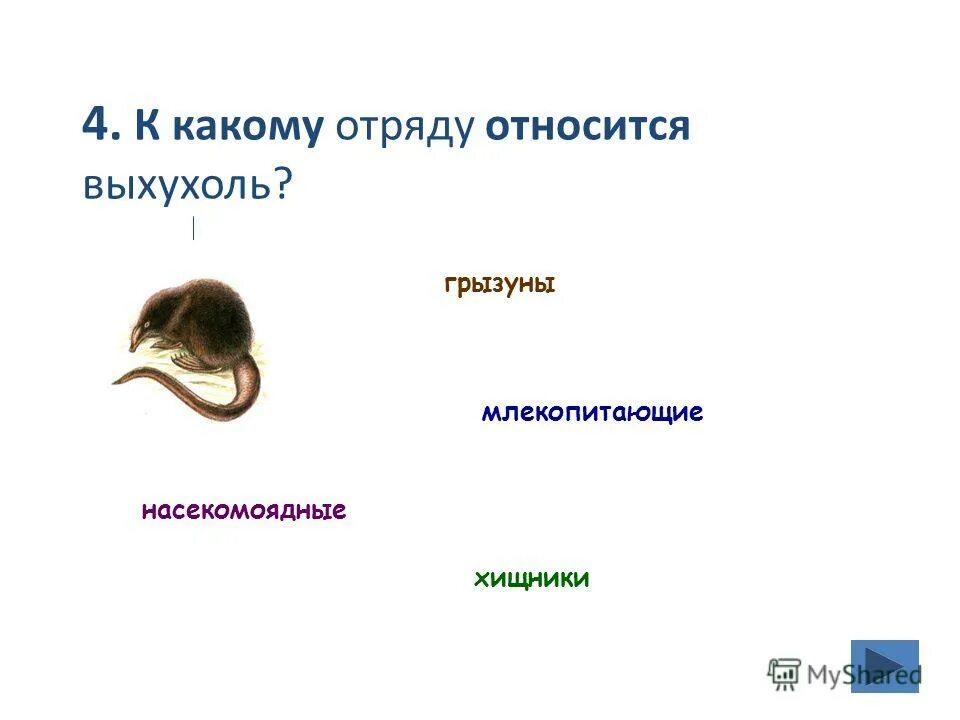 Строение скелета млекопитающих. Презентация на тему млекопитающие. Млекопитающие представители. Млекопитающие презентация. Вопрос по теме млекопитающие.