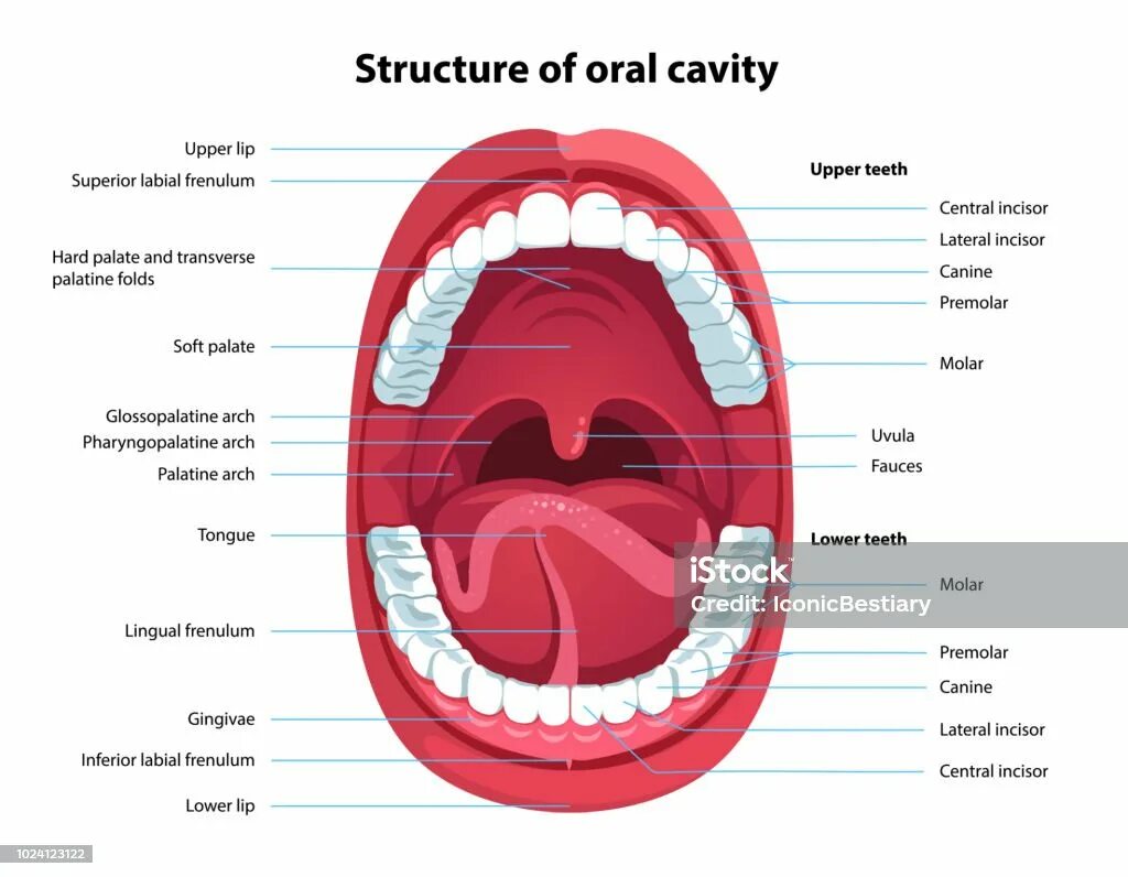 Модель полости рта. Анатомия ротовой полости человека.