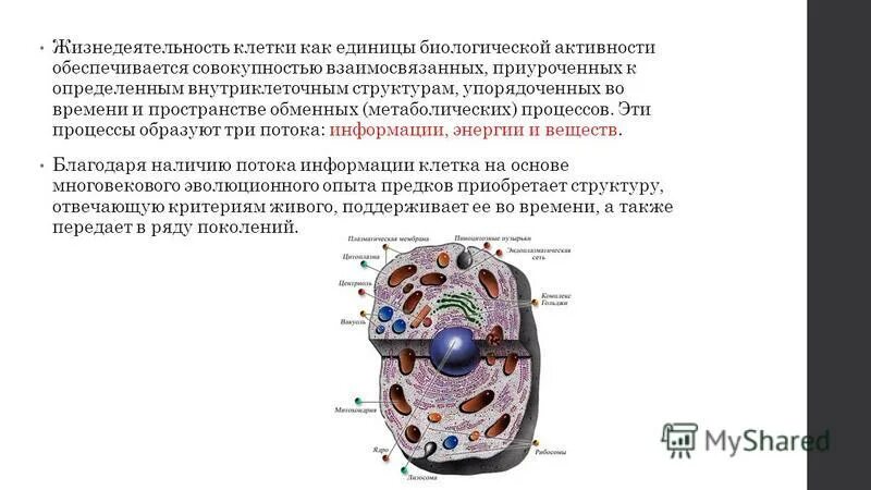 Управление жизнедеятельностью клетки. Процессы жизнедеятельности клетки. Основная единица биологической активности. Клетка основная информация