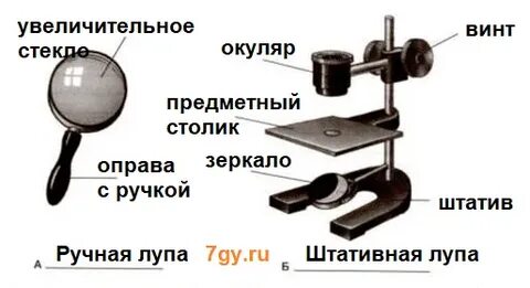 Изучение клеточного строения с помощью лупы