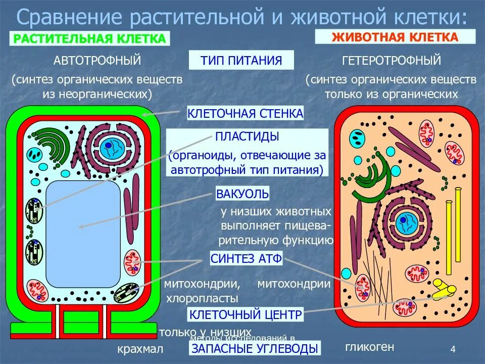 Осуществляют питание клетки. Сходства растительной и животной клетки. Общий план строения клетки. Сравнение животной ми растительной колетуки. Сравнение строения растительной и животной клетки.