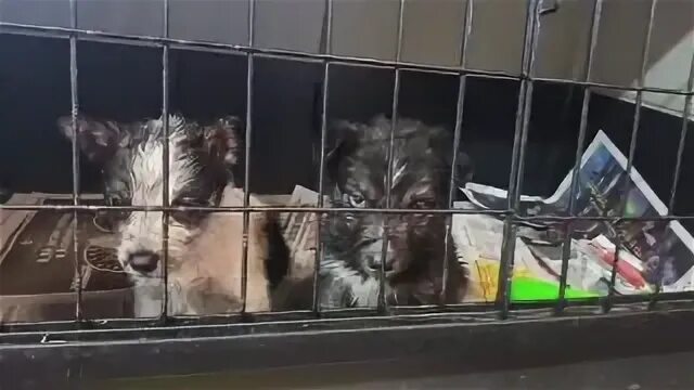 Домик для кошек. Табличка кошкин дом. Кошкин дом ревда. Детская книжка кошкин дом. Афиша кошкин дом в детском саду.