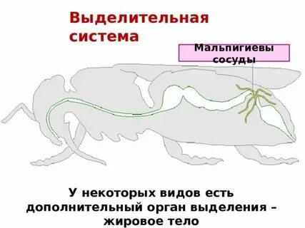 Сосуды органы выделения насекомых