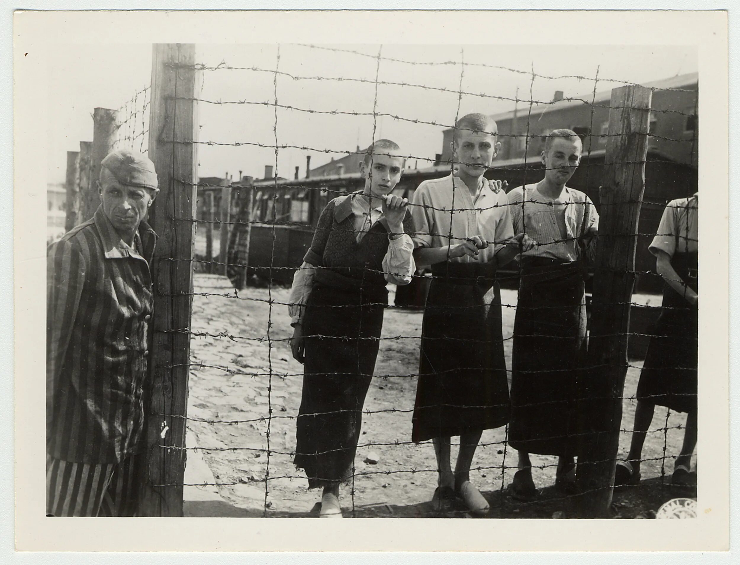 Узники концлагеря Бухенвальд. Бухенвальд  Майданек  Дахау Освенцим (Аушвиц-Биркенау) Саласпилс. Концентрационный лагерь Аушвиц дети. Бухенвальдский крепыш